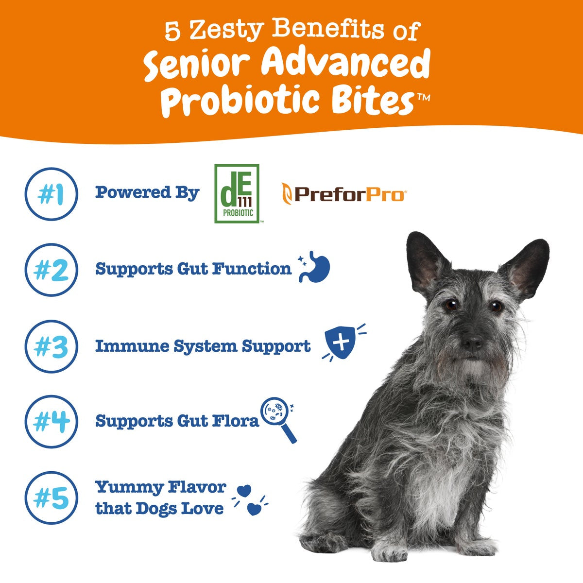 Probiotic Bites? Soft Chews for Senior Dogs