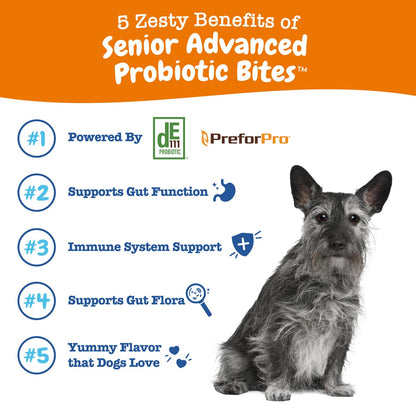 Probiotic Bites? Soft Chews for Senior Dogs